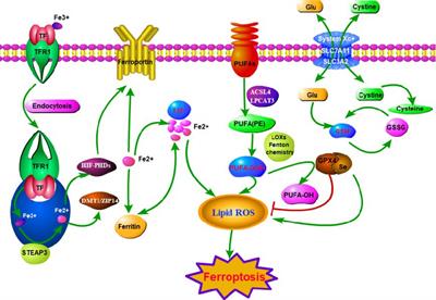 Ferroptosis: a new regulatory mechanism in neuropathic pain